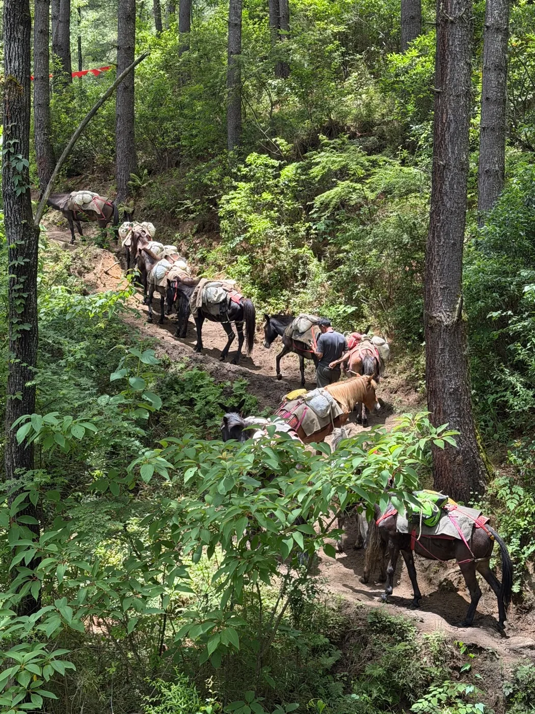 A field team moving along a forest trail in Bhutan