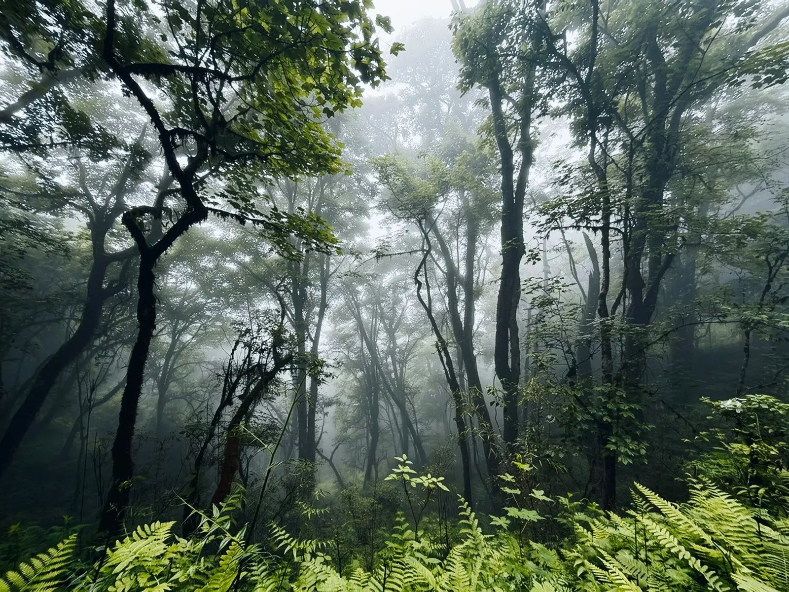 Dense rainforest vegetation in mountain mist