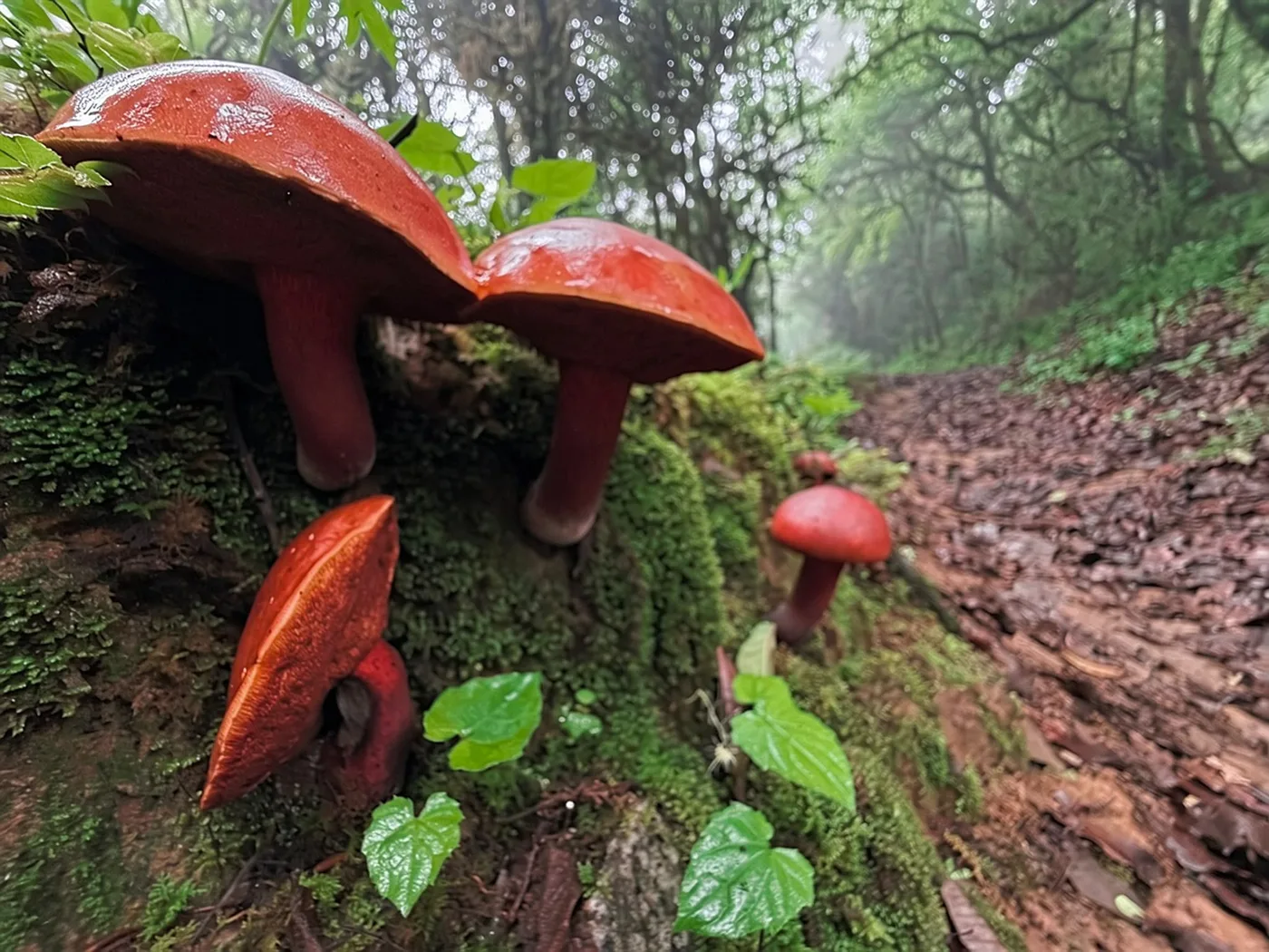 Red fungi growing on a rainforest floor